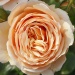 Fragrant Rose package No. 3