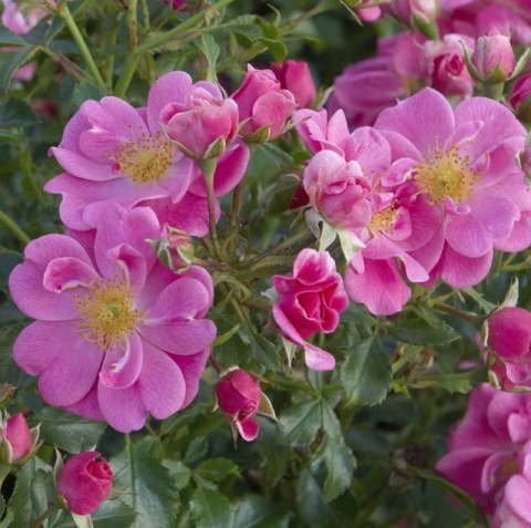 Bees Paradise Rose® Pink