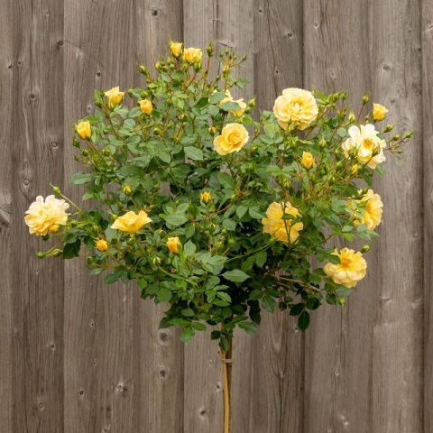 Bees Paradise Rose® Yellow