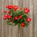 Bees Paradise Rose® light red |