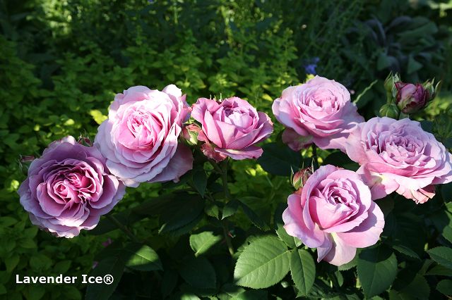 Fragrant miniature roses