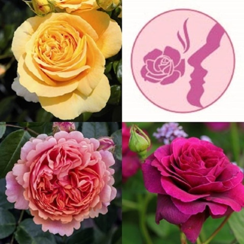 Fragrant Rose Package 5 x Tantop® Royal