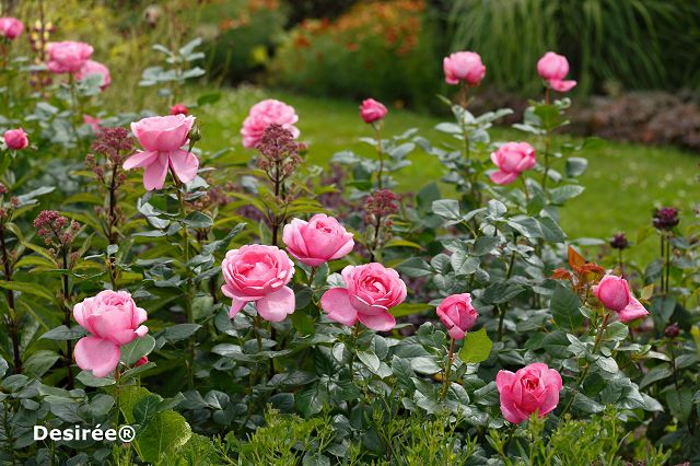 ADR® Hybrid Tea roses