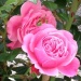 Starlet®-Rose Eva