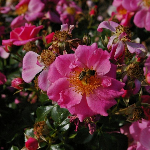 Bienenweide® Rosa