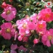 Bees Paradise Rose® Pink