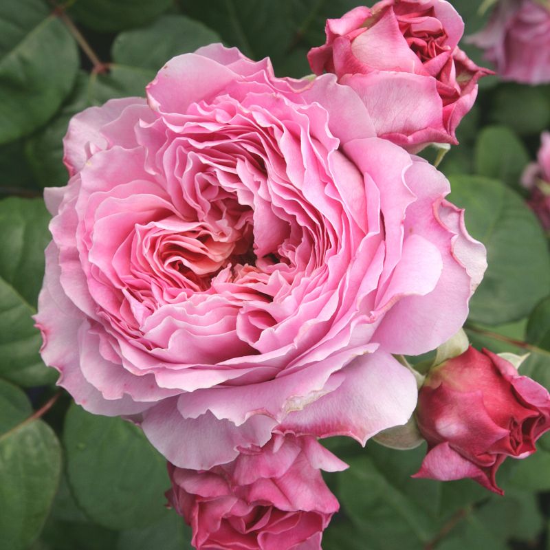 Fragrant roses