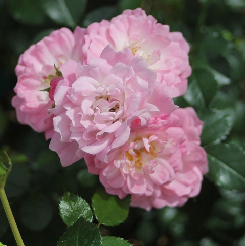 Offer round bed: “Fragrant” rose stem Sopie Luise® with Satina®