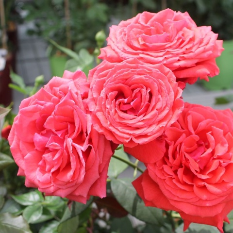 Fragrant Rose package No. 3
