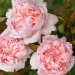 Fragrant Rose Package No. 2