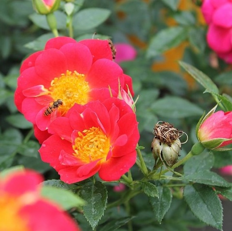 Bees Paradise Rose® light red |
