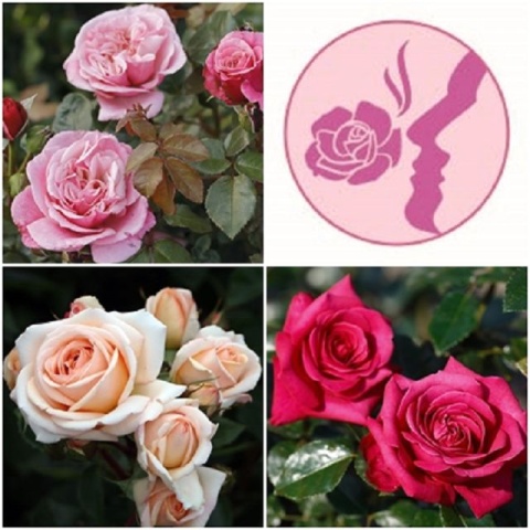 Fragrant Rose Package No. 1