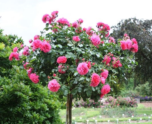 Standard Tree Roses 110-140 cm