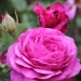 Heidi Klum® Rose "Duftwolke"