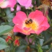 Rosenstartset Bienenweide® Bicolor & Rosenerde
