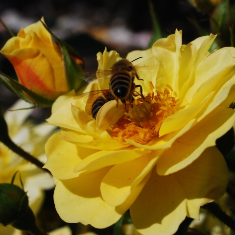 Angebot: Rosenpaket Bienenweide®