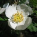 Rosa omeiensis Pteracantha