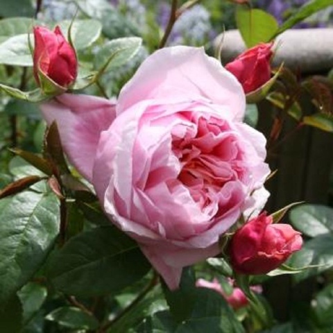 Offer round bed: “Fragrant” rose stem Schöne Maid® with Aspirin®