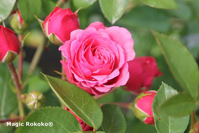 Noblesse® Spray roses