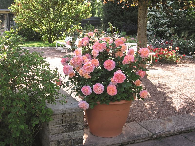 Potted roses