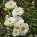 Bees Paradise Rose® Ivory