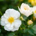 Bees Paradise Rose® White