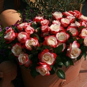Nostalgie® - the classic rose, potted 2 years old