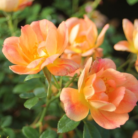 Bees Paradise Rose® Apricot