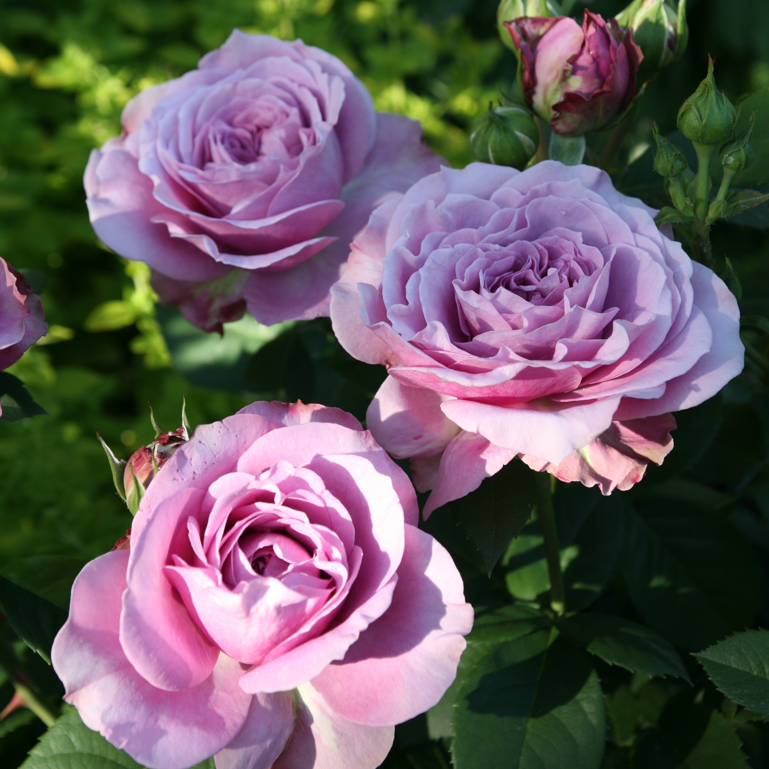 Lavender Ice® Classic miniature roses Miniature roses Buy online
