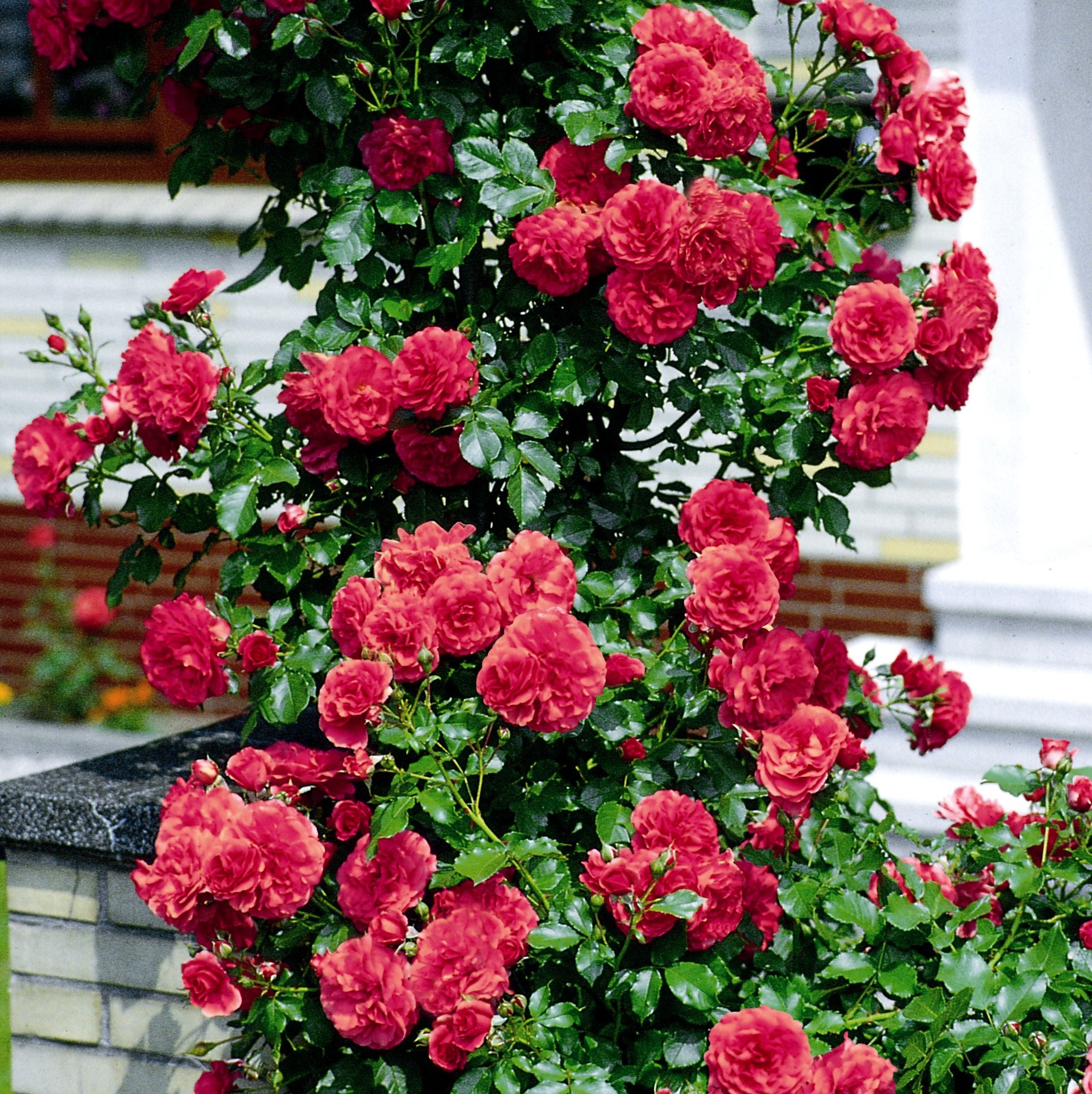 Купить зимостойкие сорта роз. Плетистые розы Розариум Ютерсен.