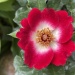 Bedding rose Loki® in 4 l pot & rose-soil