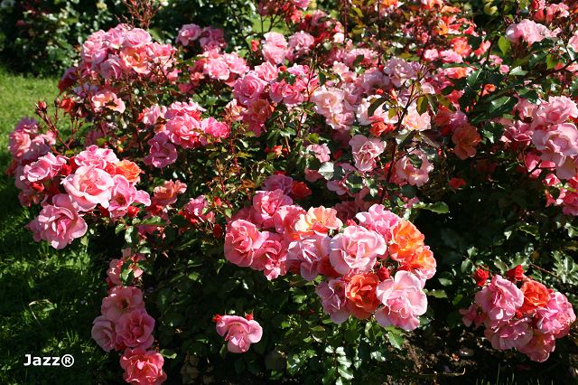 Groundcover roses