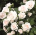 Angebot Rundbeet: "Duft"-Rosenstämmchen Schöne Maid® mit Aspirin®