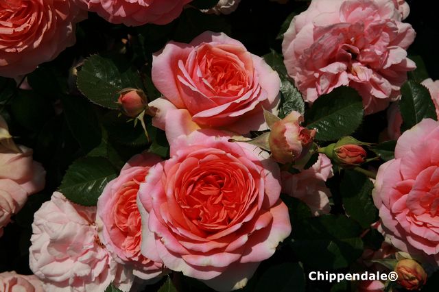 Standard roses 90 cm, potted
