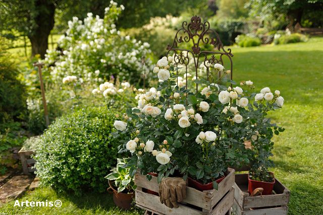 Fragant shrub roses