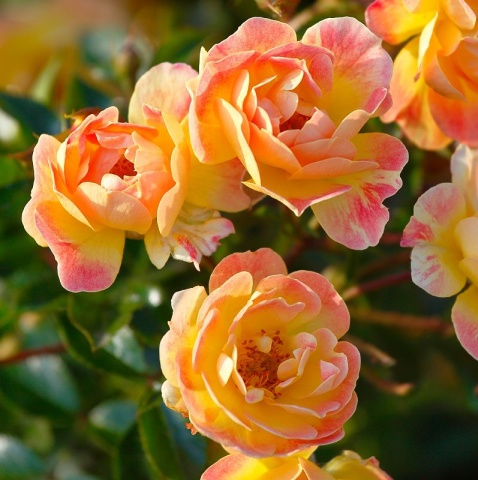 Bees Paradise Rose® Fruity
