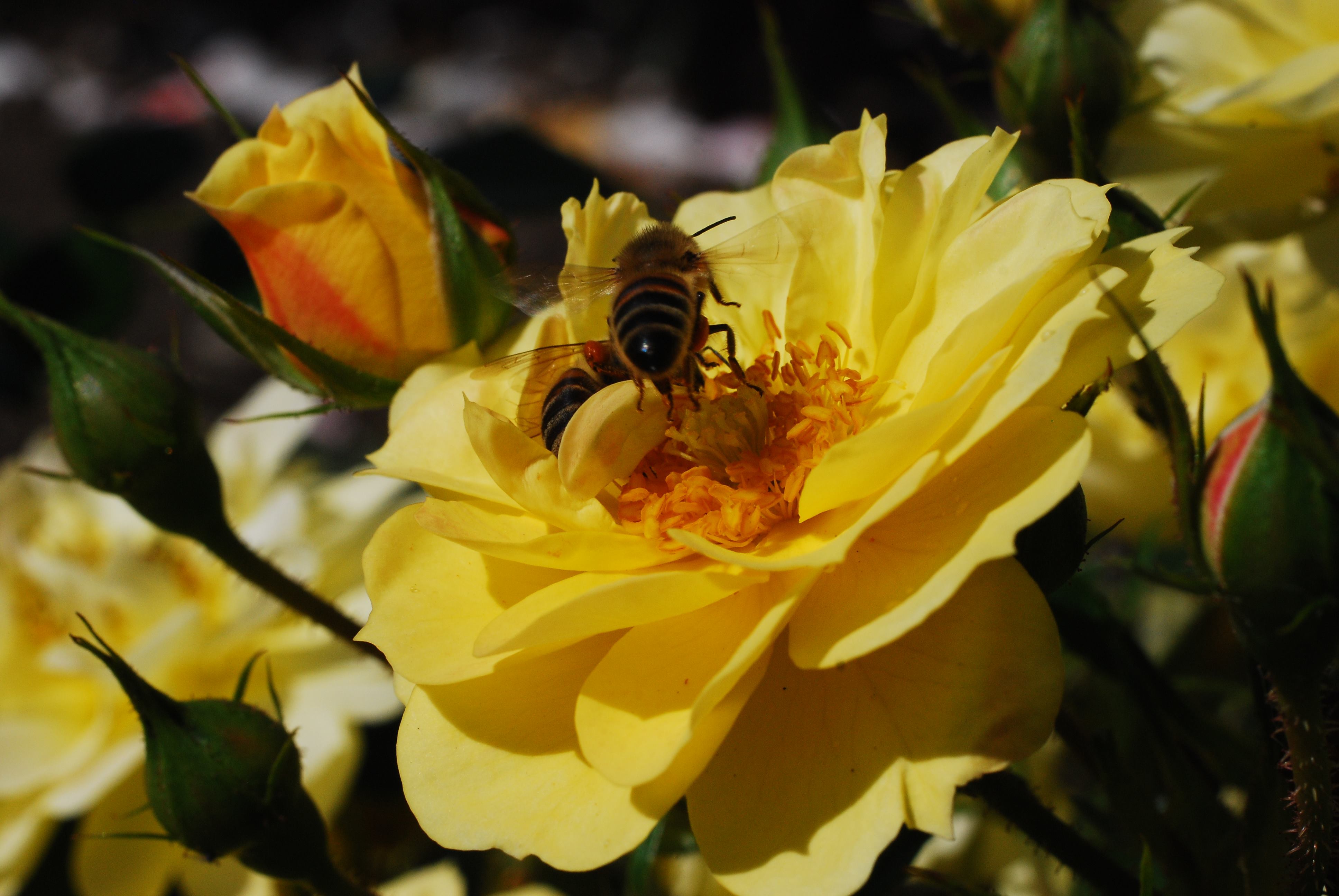 Bienenweide Gelb und Weiß