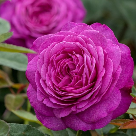 Heidi Klum® Rose