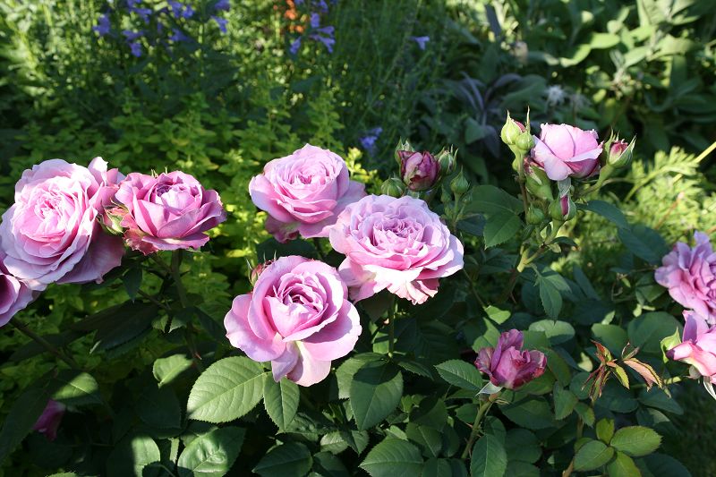 Standard roses 40 - 60 cm 