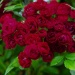 Perennial Domino® " Rose Of The Year 2022"