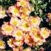 Bees Paradise Rose® Apricot