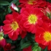 Bees Paradise Rose® light red