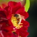 Bees Paradise Rose® Red
