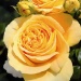 Fragrant Rose Package 5 x Tantop® Royal