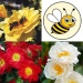 Rose package Bees paradise