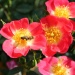 Bees Paradise Rose® Bicolor