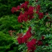 Perennial Domino® " Rose Of The Year 2022"