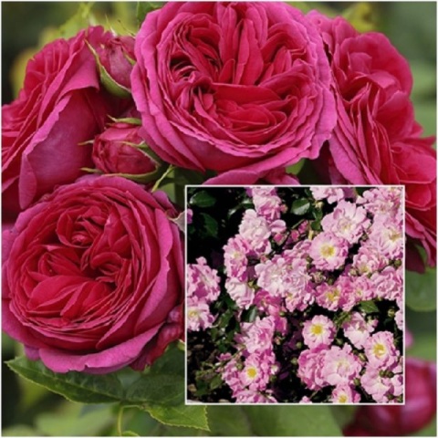 Offer round bed: “Fragrant” rose stem Sopie Luise® with Satina®