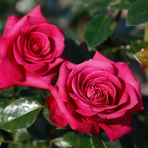 Fragrant Rose Package No. 1