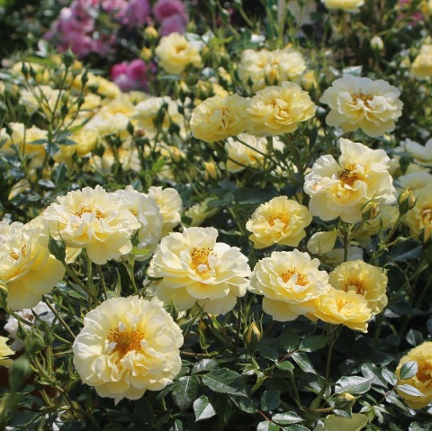 Bees Paradise Rose® Yellow